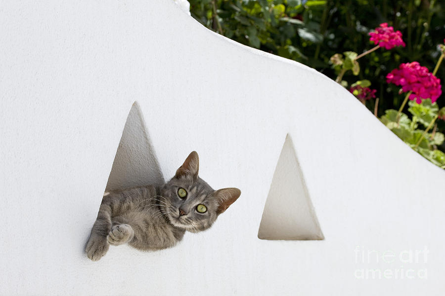 Cat Photograph - Cat In A Wall #1 by Jean-Louis Klein & Marie-Luce Hubert