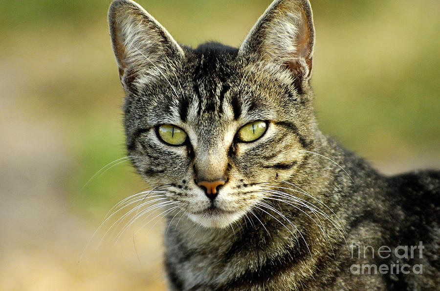 Cat Photograph - Cat #1 by Marc Bittan