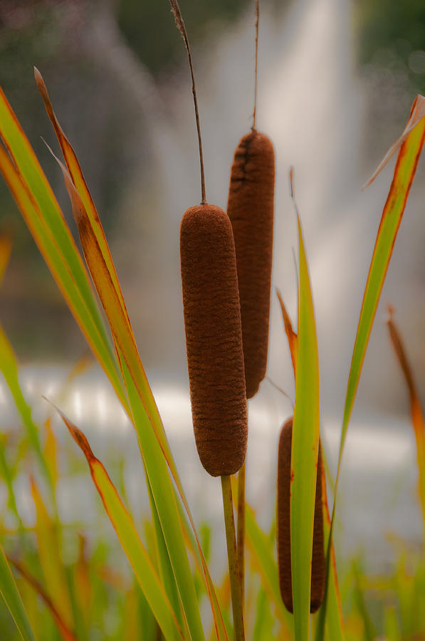 Cattails Photograph by Brenda Jacobs