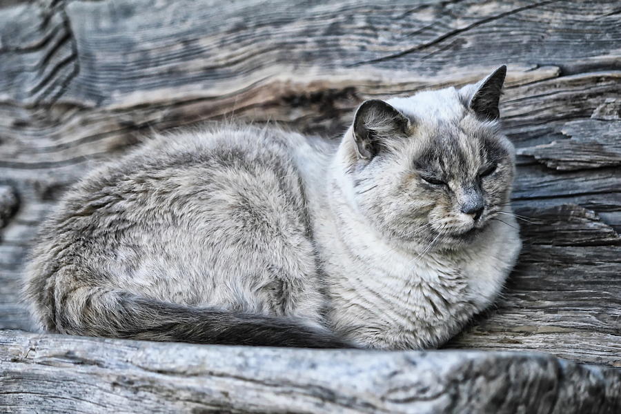 Cat On A Wooden Bench Photograph