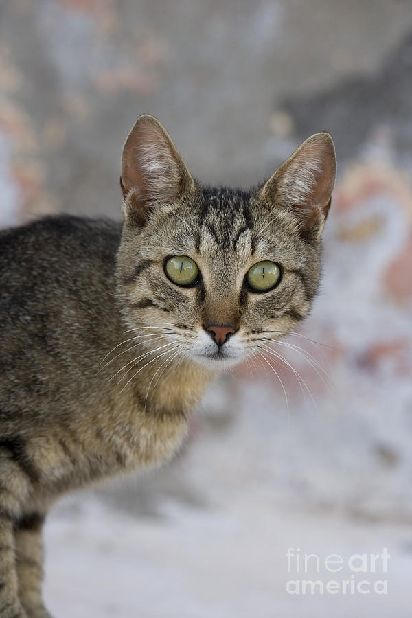 Cat Photograph - Cat Portrait, Greece #1 by Jean-Louis Klein & Marie-Luce Hubert