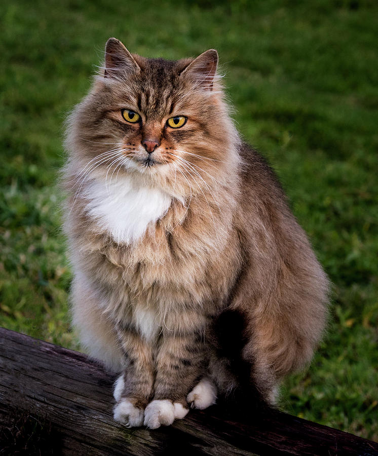 Cat Portrait #1 Photograph by Jean Noren
