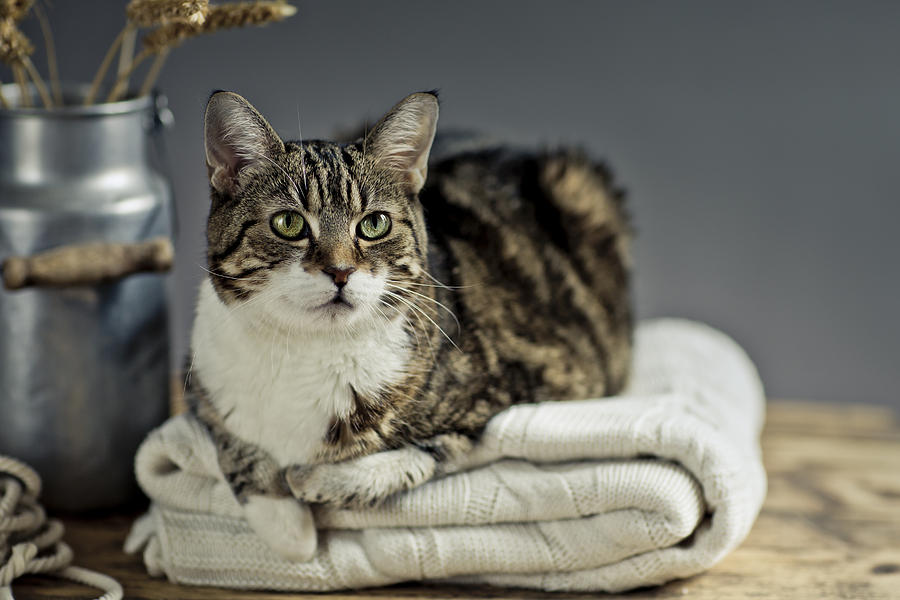Cat Portrait Photograph