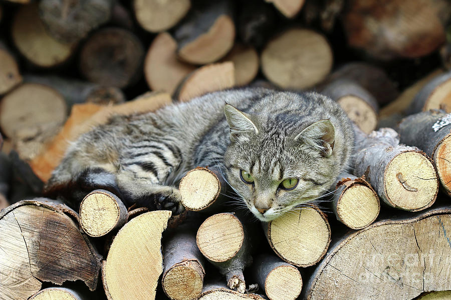 Cat resting on a heap of logs #1 Photograph by Michal Boubin