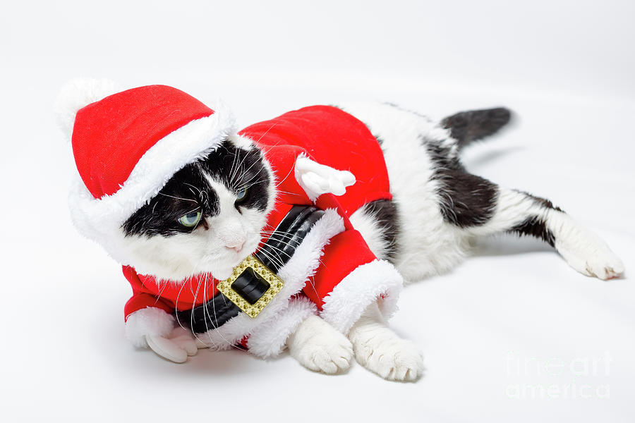 Cat Santa Christmas #2 Photograph by Benny Marty