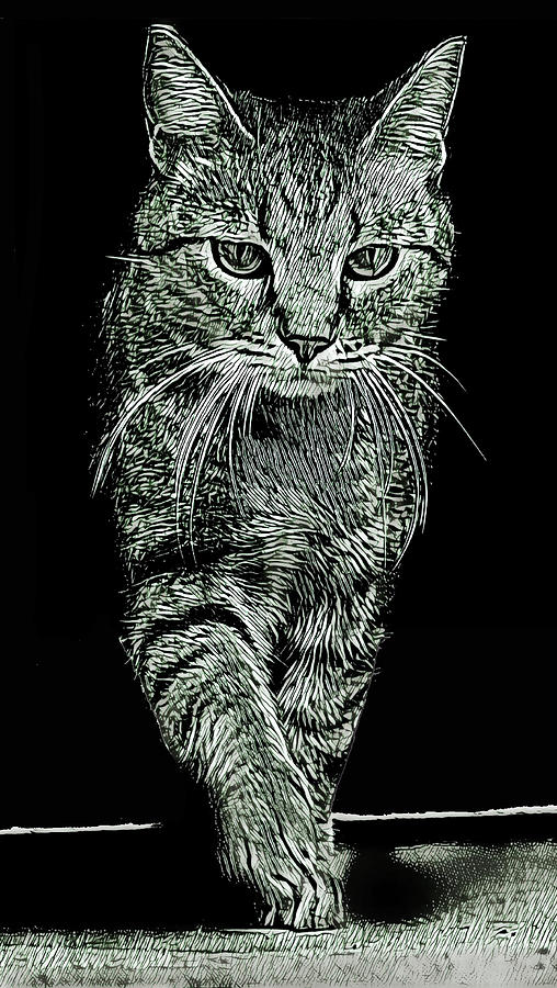 Cat Walk #1 Digital Art by David G Paul