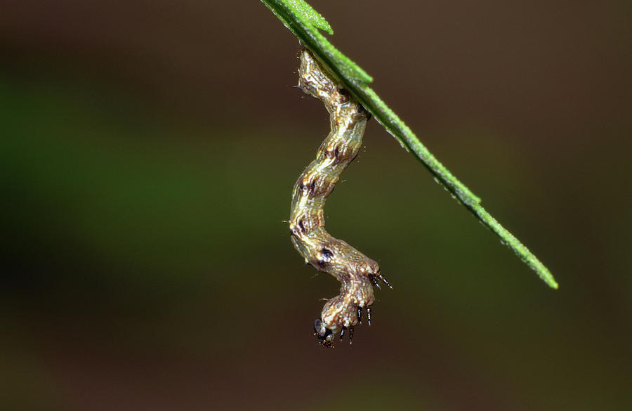Caterpillar #1 Photograph by Larah McElroy