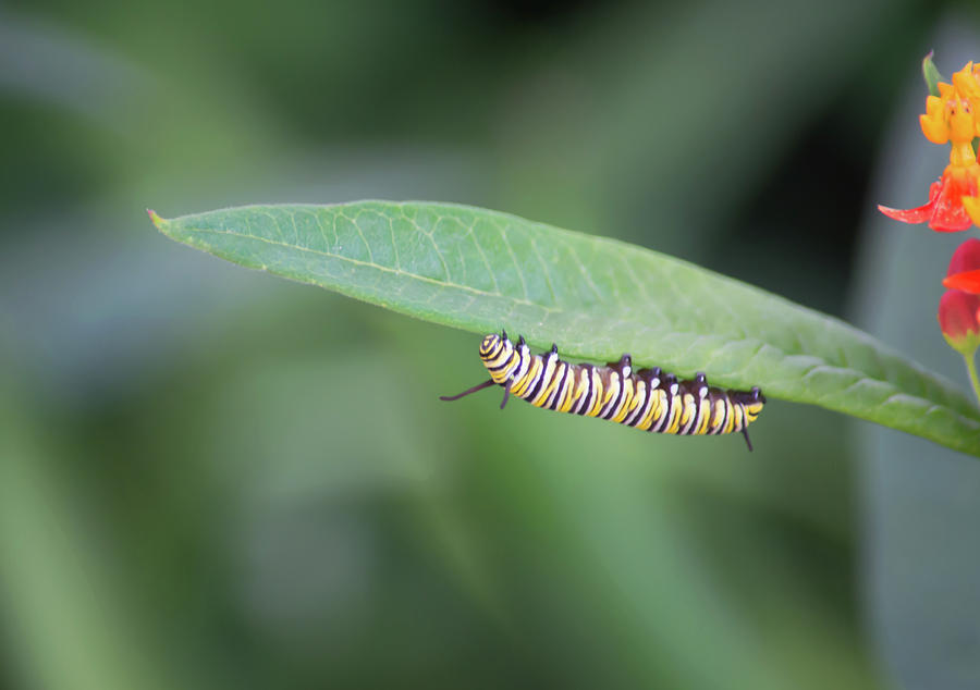 Caterpillar Photograph
