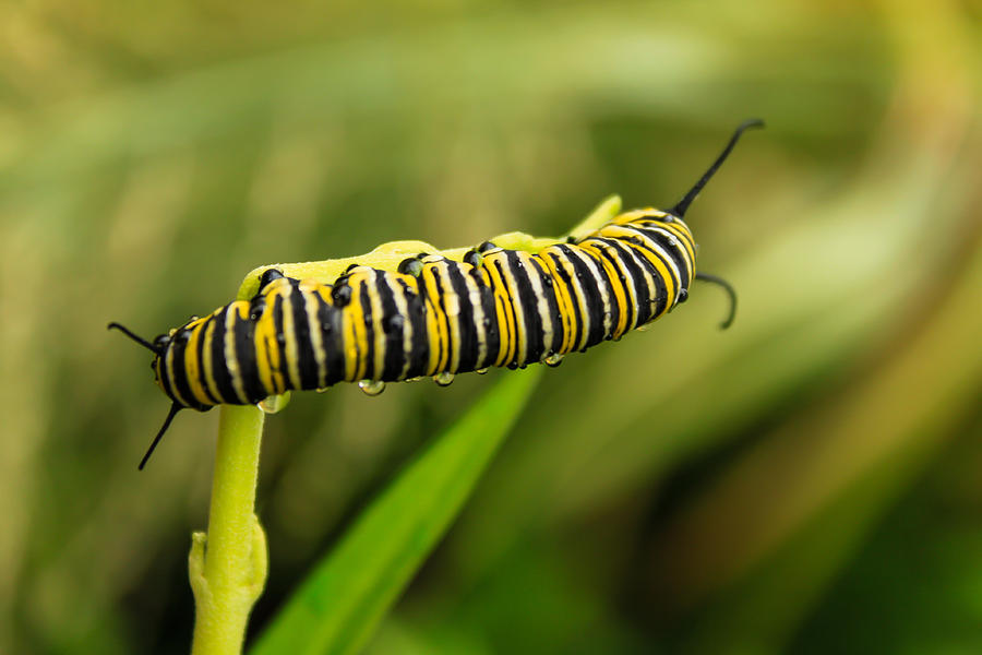 Caterpillar Photograph by Rob Per - Fine Art America