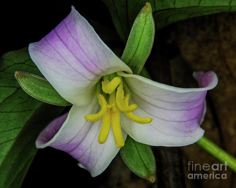 Catesby Trillium #1 Photograph by Barbara Bowen