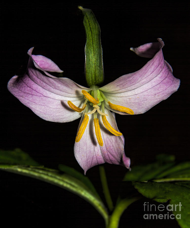 Catesbys Trillium #1 Photograph by Barbara Bowen