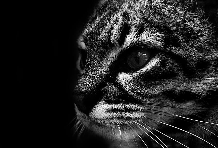 Black And White Photograph - Cats Eyes #1 by Martin Newman