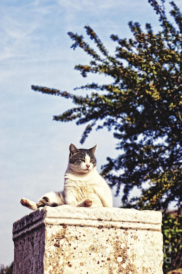 cats of Ephesus #1 Photograph by HD Connelly