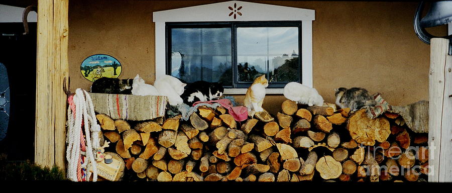 Cats - Porch Sitting Photograph by Jacqueline M Lewis
