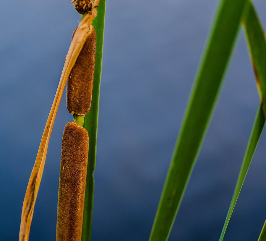 Cattail by Don L Williams Cattail by Don L Williams