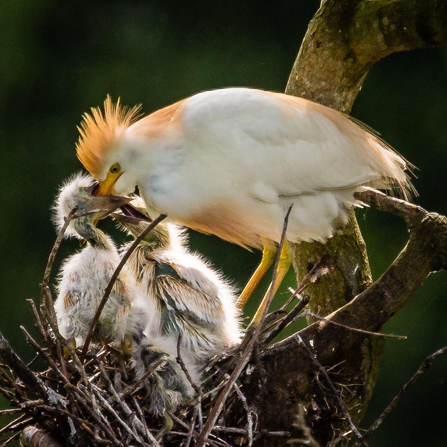 Cattle Egret Feeding Babies #1 Photograph by Gregory Daley  MPSA