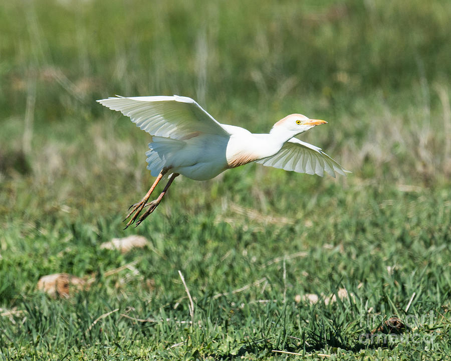 Cattle Egret In Flight Photograph By Dennis Hammer Fine Art America   1 Cattle Egret In Flight Dennis Hammer 