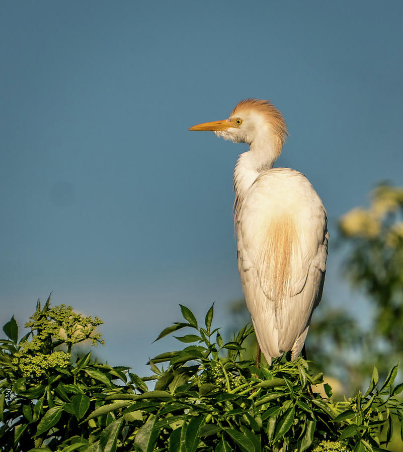 Cattle egret #1 Photograph by Jane Luxton