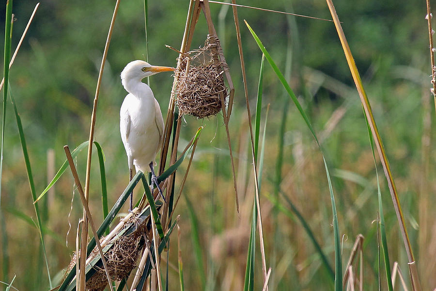 Cattle Egret #1 Photograph by Tony Murtagh