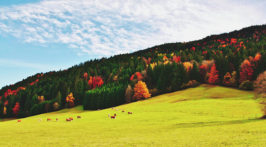 Cattle Grazing In Autumn Meadow #1 Photograph by Mountain Dreams