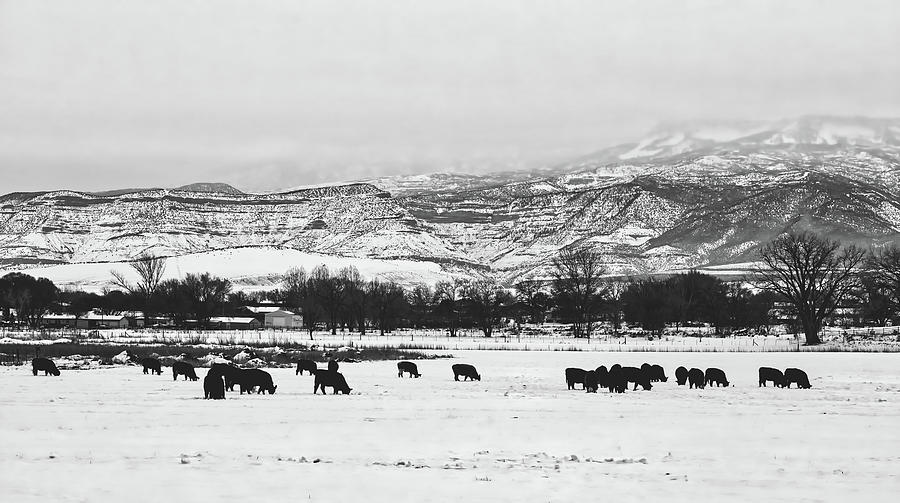 Cattle Grazing In Winter #2 Photograph by Mountain Dreams