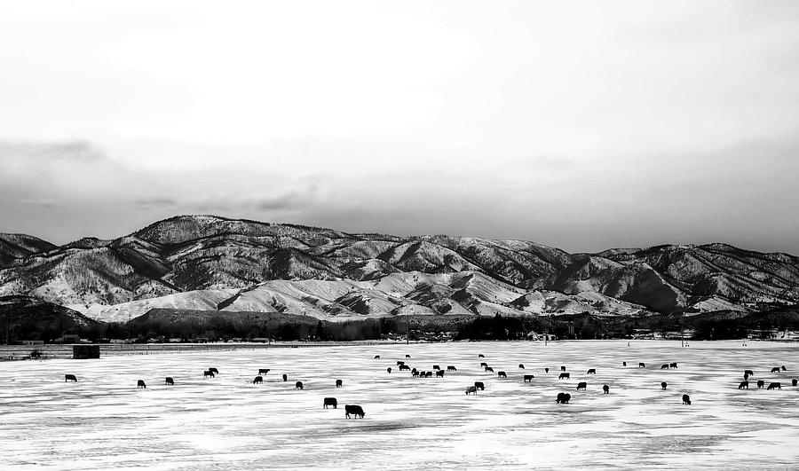 Cattle Grazing In Winter Valley - Fort Collins, Colorado #2 Photograph by Mountain Dreams