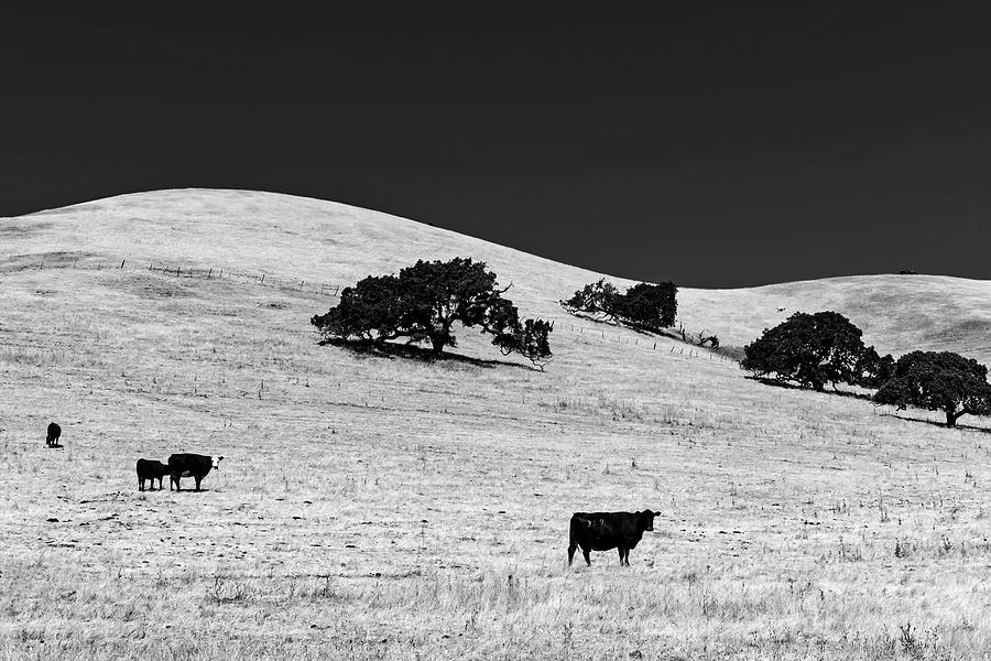 Cattle Grazing On California Hillside #1 Photograph by Mountain Dreams