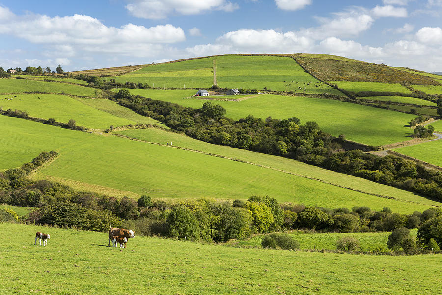 Cattle Grazing On Lush Green Hilly Photograph by Michael Interisano ...