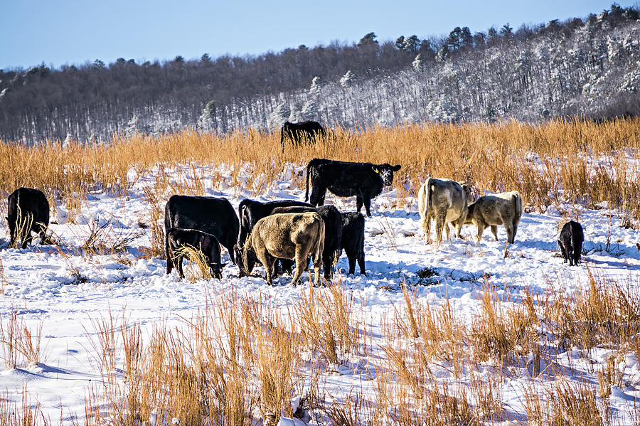 Cattle Stock On Pasture Covered In Snow In South Mountains North #1 Photograph by Alex Grichenko