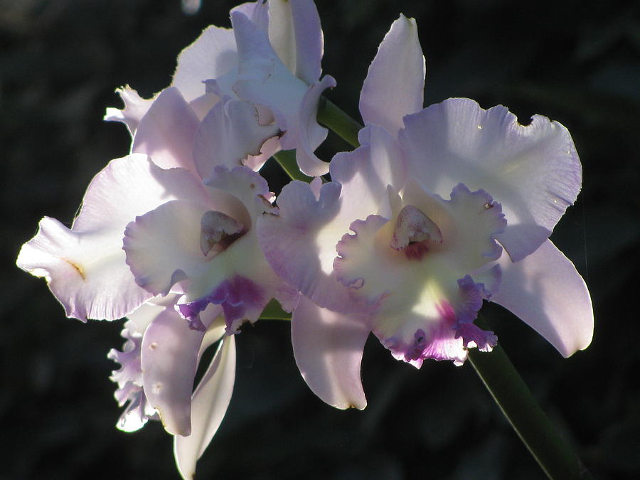 Cattleya Orchid #1 Photograph by Alfred Ng
