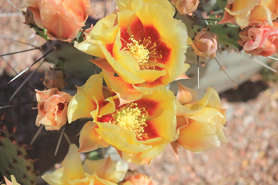 Cactus Flowers #17 Photograph by Douglas Miller