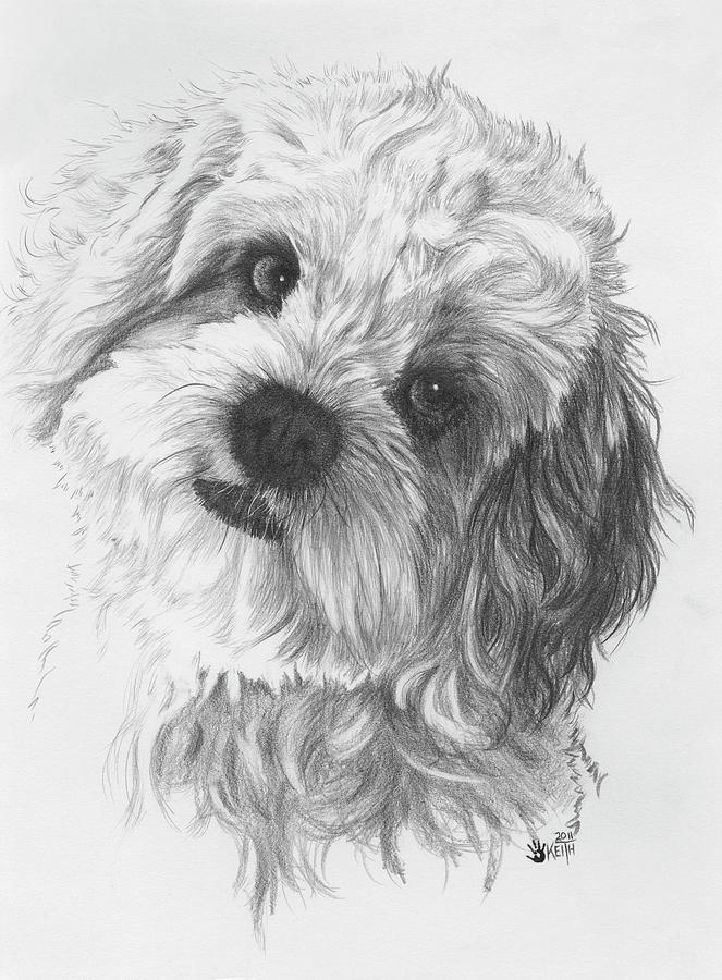 Cava-chon Drawing by Barbara Keith