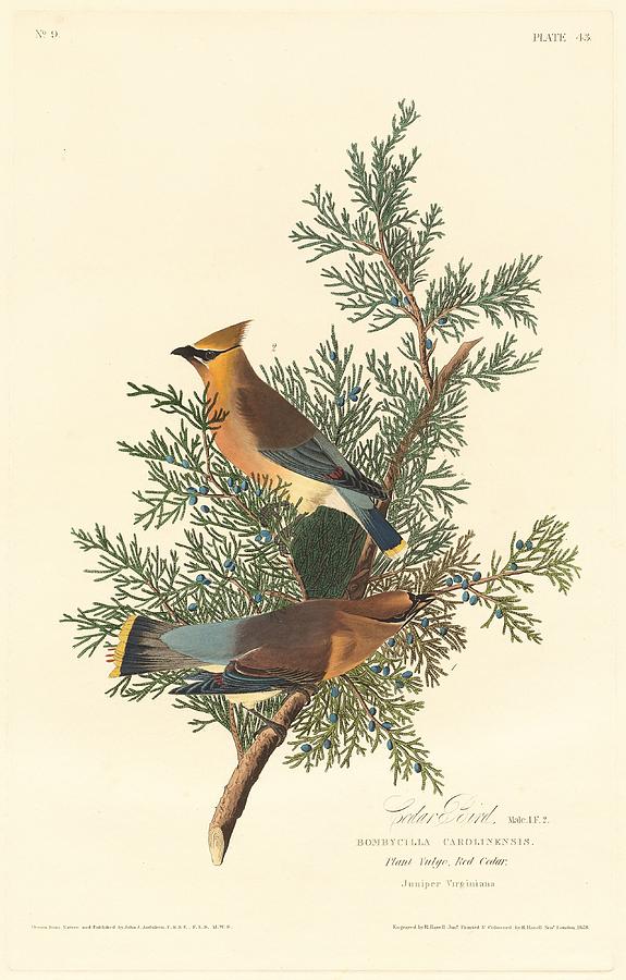 Cedar Bird #1 Drawing by Dreyer Wildlife Print Collections 