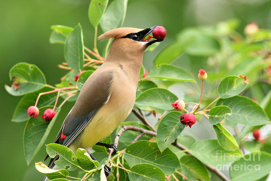 Cedar Waxwing Eating Serviceberry Photograph by Doris Dumrauf