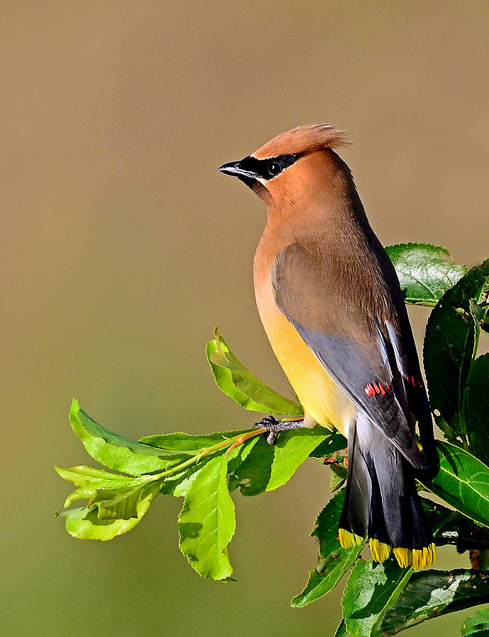Cedar Waxwing #1 Photograph by Rodney Campbell