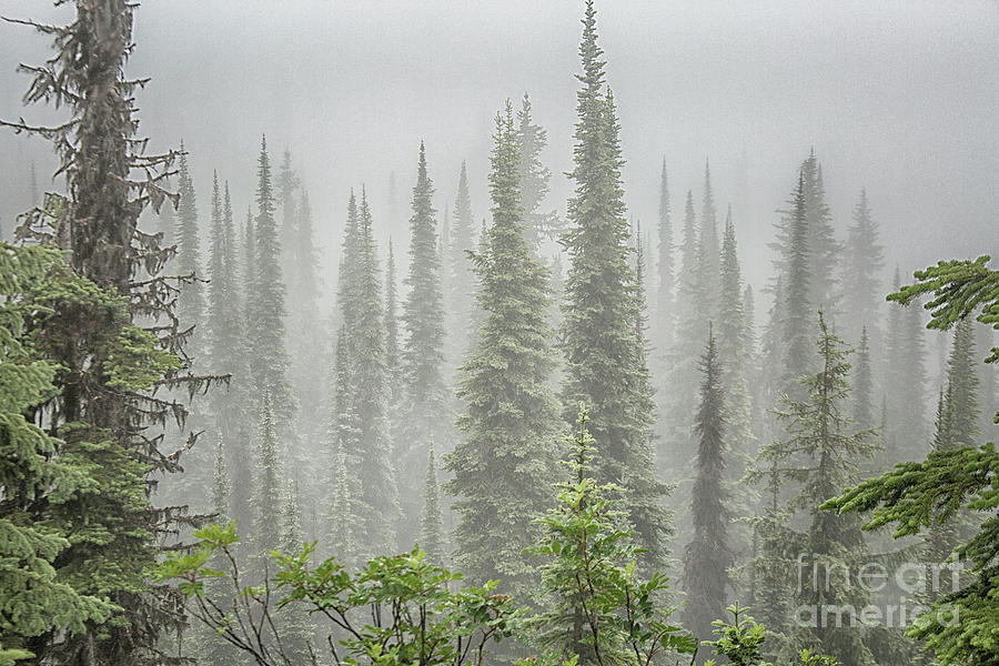 Cedars In Fog Photograph