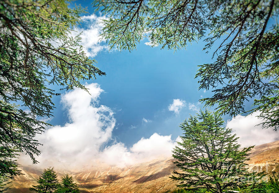 Cedars of Lebanon Photograph by Anna Om