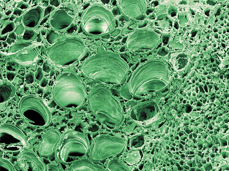 Celery Stalk, Sem Photograph by Scimat Fine Art America