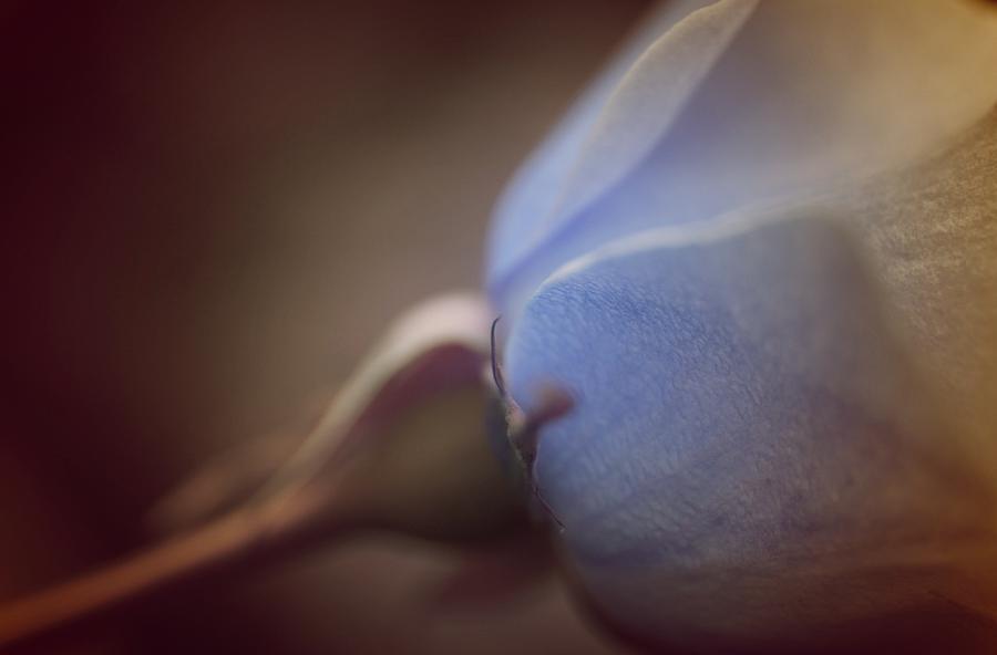 Celestial Blue Rose... #1 Photograph by The Art Of Marilyn Ridoutt-Greene