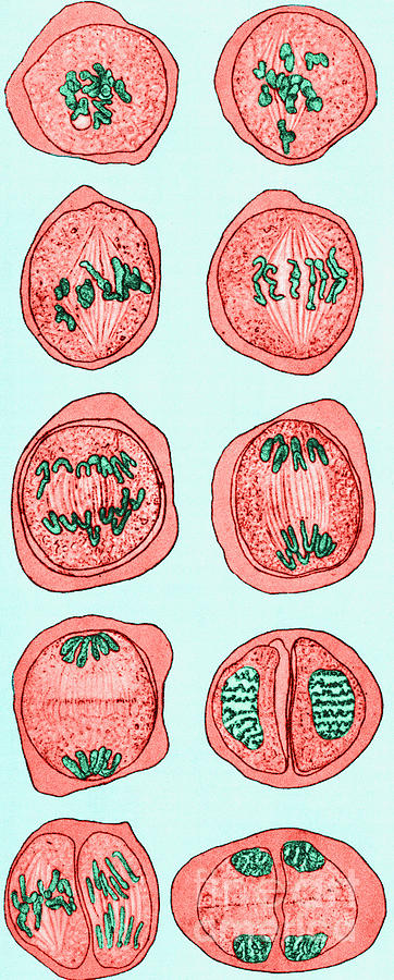 Cell Division, Illustration #1 Photograph by Science Source