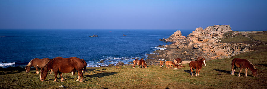 Nature Photograph - Celtic Horses On The Shore, Finistere #1 by Panoramic Images