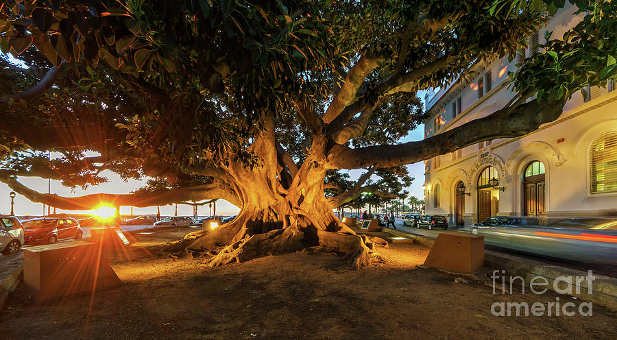 Centennial Ficus Tree At Business Faculty Cadiz Spain Photograph