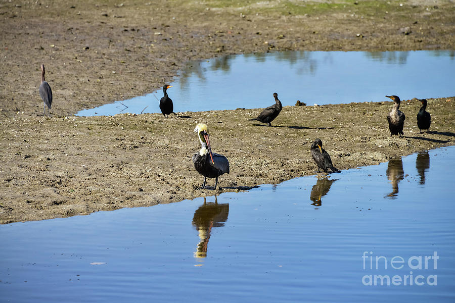 Bird Photograph - Center of Attraction #1 by Bob Phillips