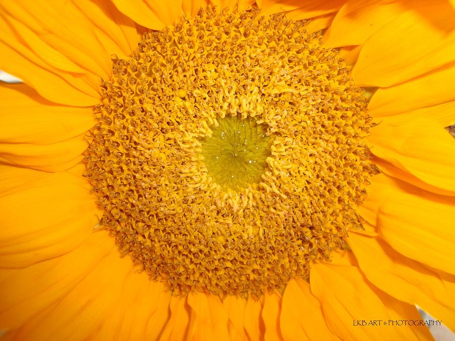Center of the Yellow Sunflower Photograph by Lkb Art And Photography