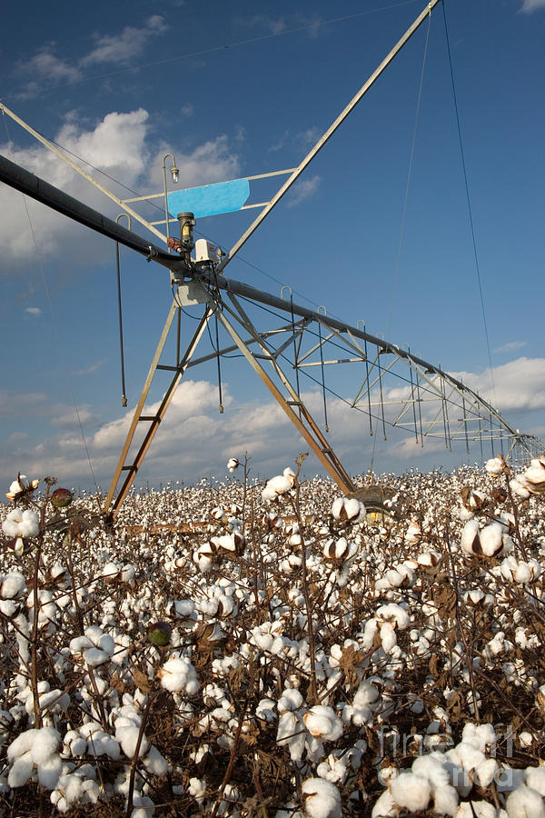 Center Pivot In Cotton Field #1 Photograph by Inga Spence