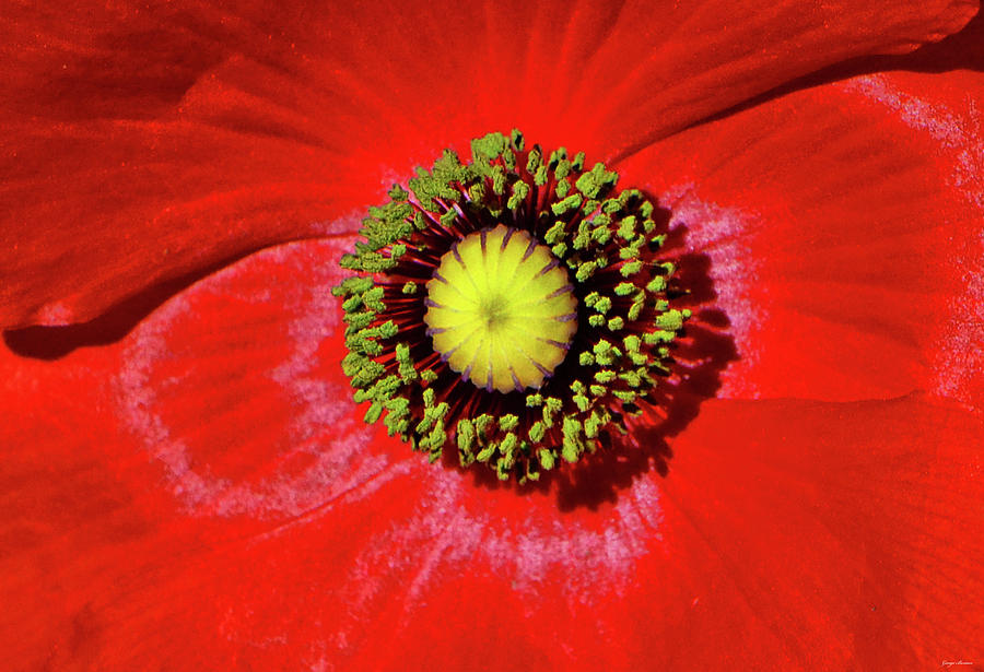 Centerpiece - Red Poppy 006 #1 Photograph by George Bostian