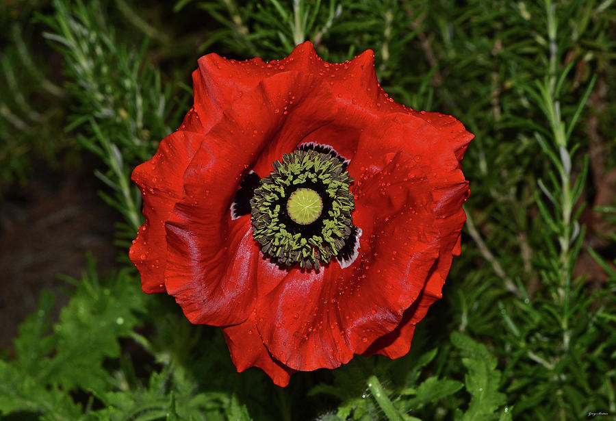 Centerpiece - Red Poppy 010 #1 Photograph by George Bostian