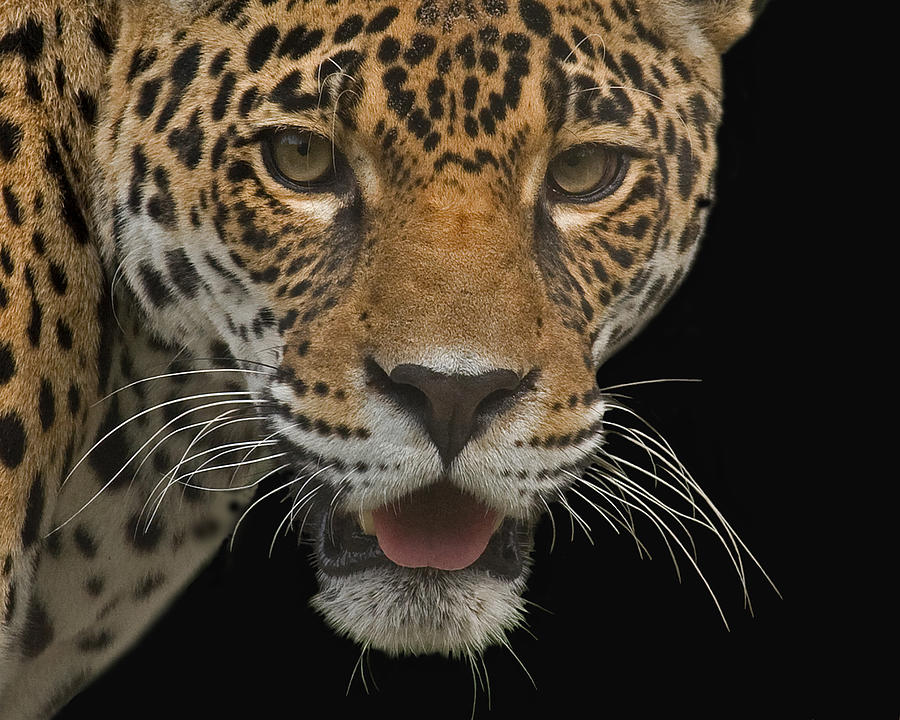 Central American Jaguar #1 Photograph by Larry Linton
