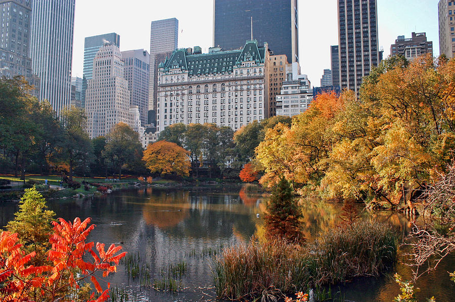 Central Park Photograph by June Marie Sobrito - Pixels