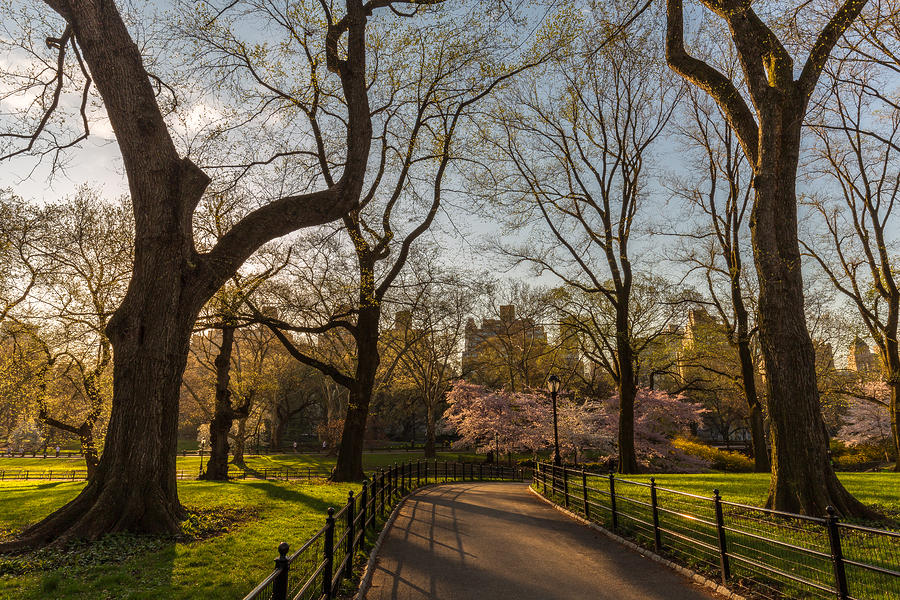 Central Park NYC #1 Photograph by Stefan Mazzola
